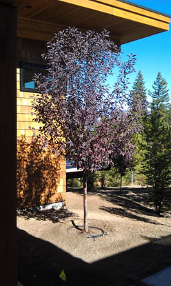 46 North Landscape & Design